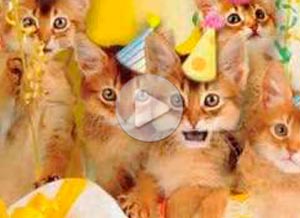 Tarjeta animada de . Cumpleaos cantado por gatitos