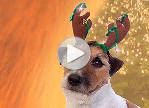 Tarjeta animada de Navidad. ladridos navideos